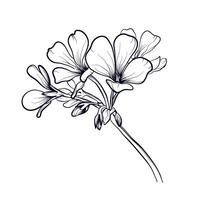 mão desenhando do flores do florescendo gerânio vetor ilustração