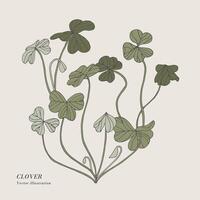 mão desenhar vetor trevo ervas ilustração. botânico floral cartão em branco fundo