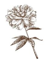 peônias flor linha arte em uma branco fundo vetor