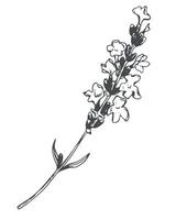 lavanda flor. vetor esboço, tinta desenho, imitação gravação. flores silvestres para embrulho, quadro, Armação ou fronteira Projeto. logotipo dentro provence estilo.