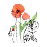 mão desenhado aguarela botânico ilustração flores folhas. vermelho papoula papaver, hastes brotos vagens. campo ramalhete isolado em branco fundo. Projeto casamento, amor cartões, lembrança dia papelaria vetor