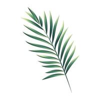vetor tropical Palma folha isolado em branco