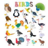 vetor ilustração do diferente tipo do pássaros. fofa desenho animado pássaros
