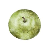 aguarela verde maduro maçã. mão desenhado fruta ilustração para suco pacote, cartão, convite, Tag vetor