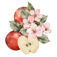 aguarela florescendo maçã árvore galhos, verde e vermelho maduro maçãs composição. mão desenhado maçã fatias ilustração para suco pacote, cartão, convite, Tag vetor