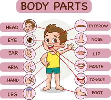 corpo partes infográfico com desenho animado Garoto e vários corpo partes vetor ilustração.