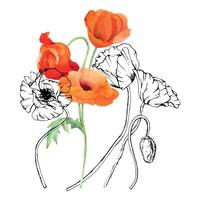 mão desenhado aguarela botânico ilustração flores folhas. vermelho papoula papaver, hastes brotos vagens. campo ramalhete isolado em branco fundo. Projeto casamento, amor cartões, lembrança dia papelaria vetor