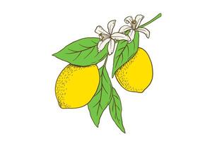 mão desenhado limão ramo com folhas e flor. fruta dentro plano estilo, todo fresco citrino isolado em branco fundo vetor