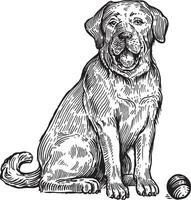 labrador, uma cachorro com uma bola, ilustração. vintage gráficos e trabalho manual. a cachorro senta perto a bola, quer para jogar com isto. coleção do animais de estimação. vetor