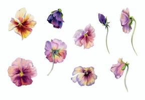 mão desenhado aguarela ilustração gasto boho botânico flores colorida amor-perfeito viola impatiens panola, solteiro objeto isolado em branco fundo. Projeto casamento, amor cartões, comprar, noiva ramalhete vetor