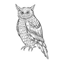 coruja ilustração. sentado noite pássaro pintado de Preto tintas dentro esboço estilo. desenhando do floresta animal com para ícone ou logotipo. desenhando do a símbolo do sabedoria dentro fada contos. esboço do coruja vetor