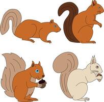 esquilo clipart definir. desenho animado selvagem animais clipart conjunto para amantes do animais selvagens vetor