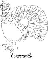 tetraz pássaro desenho animado coloração ilustração vetor