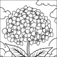 hortênsia coloração Páginas. hortênsia flor esboço para coloração livro vetor