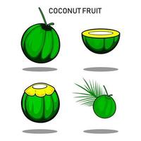 fruto de coco com design de ilustração de cor verde vetor