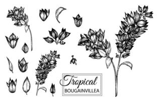 ilustração em vetor de flor tropical isolada no fundo branco. mão desenhada buganvílias. ilustração em preto e branco gráfica floral. elementos de design tropical. estilo de sombreamento de linha