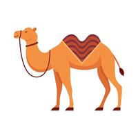plano ilustração do camelo em isolado fundo vetor