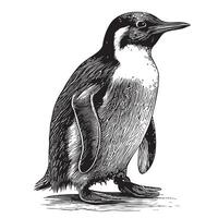 pinguim de pé, mão desenhado esboço dentro rabisco estilo ilustração vetor