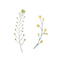 aguarela flores silvestres, delicado botânico ilustração vetor