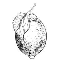 mão desenhado ramo do limão fruta e folhas. esboço ilustração. Preto esboço tinta do citrino fruta. isolado em branco fundo. Projeto para cardápio, pacote, Cosmético, têxtil vetor