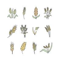 conjunto do trigo, cereais dentro rabisco estilo. ilustração vetor