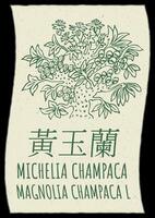 desenhando Michelia champaca dentro chinês. mão desenhado ilustração. a latim nome é magnólia champaca eu. vetor