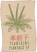 desenhando banana da terra dentro chinês. mão desenhado ilustração. a latim nome é Plantago sp . vetor