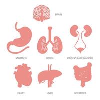 conjunto do humano órgãos. ilustração, conjunto do humano órgãos. ilustração vetor