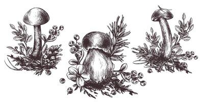 uma conjunto do floresta cogumelos, boleto, chanterelles e amoras, mirtilos, galhos, cones, folhas. gráfico ilustração mão desenhado dentro Preto tinta. eps . vetor