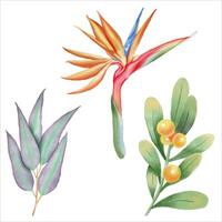 lindo aguarela folhas - botânico clipart para Projeto vetor
