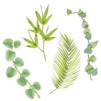 lindo aguarela folhas - botânico clipart para Projeto vetor