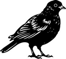 Pombo - Preto e branco isolado ícone - ilustração vetor