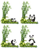 Panda e bambu vetor