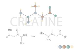 creatina molecular esquelético químico Fórmula vetor