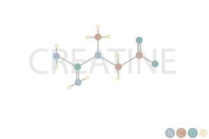 creatina molecular esquelético químico Fórmula vetor