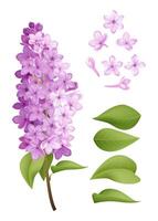 uma lindo conjunto do lilás flores e folhas ideal para vários usa gostar cartões ou decorações, isto acrescenta uma toque do natural beleza. vetor