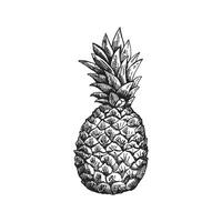 desenhado à mão abacaxi esboço. isolado ananás ilustração. todo tropical fruta, Comida esboço. vetor