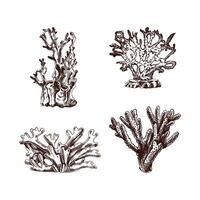 desenhado à mão esboço conjunto do vários corais. tropical recife elementos. gravado ilustrações. melhor para náutico projetos. vetor