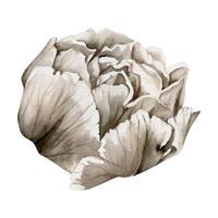 mão desenhado aguarela grisaille monocromático peônia, tulipa, ranúnculo flores solteiro elemento isolado em branco fundo. Projeto para convites, Casamento ou cumprimento cartões, floral comprar, imprimir, têxtil vetor