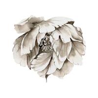 mão desenhado aguarela grisaille monocromático peônia, tulipa, ranúnculo flores solteiro elemento isolado em branco fundo. Projeto para convites, Casamento ou cumprimento cartões, floral comprar, imprimir, têxtil vetor