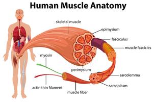 Diagrama de Anatomia Muscular Humana vetor