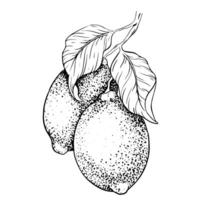 mão desenhado ramo do limão frutas e folhas. esboço ilustração. Preto tinta esboço do citrino isolado em branco fundo. Projeto para cardápio, pacote, Cosmético, têxtil vetor