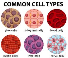 Diagrama de tipos de células comuns vetor