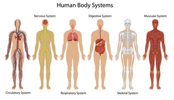Sistemas do corpo humano vetor