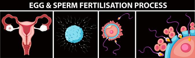 Processo de fertilização de ovos e espermatozóides vetor