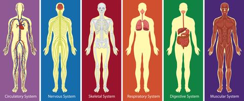 Diferentes sistemas de diagrama do corpo humano vetor