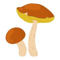 Suillus cogumelos. comestível fungo. mão desenhado na moda plano estilo isolado em branco fundo. outono floresta colheita, saudável orgânico comida, vegetariano Comida. vetor