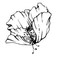 conjunto do elementos com mão desenhado peônia papoula flores isolado em branco fundo. botânico gráfico ilustração. Projeto para convites, casamento, amor ou cumprimento cartões, papel, imprimir, têxtil vetor