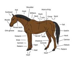 informação gráfico do cavalo partes vetor