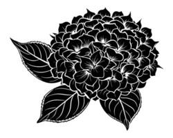 protea flores Preto silhuetas vetor